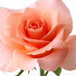 Персиковая роза 50 см